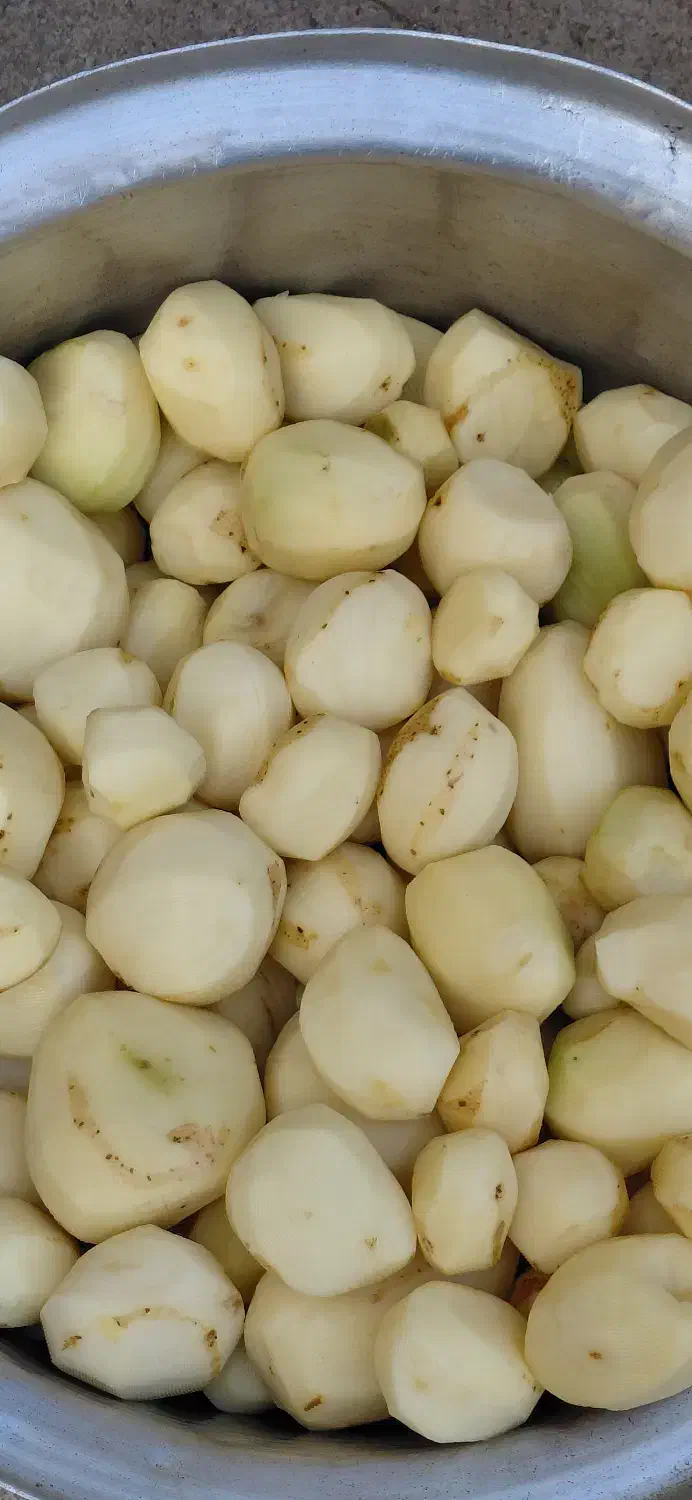 غذای خونگی سگ و گربه|لوازم جانبی حیوانات|شهریار, شهرک شاهد|دیوار