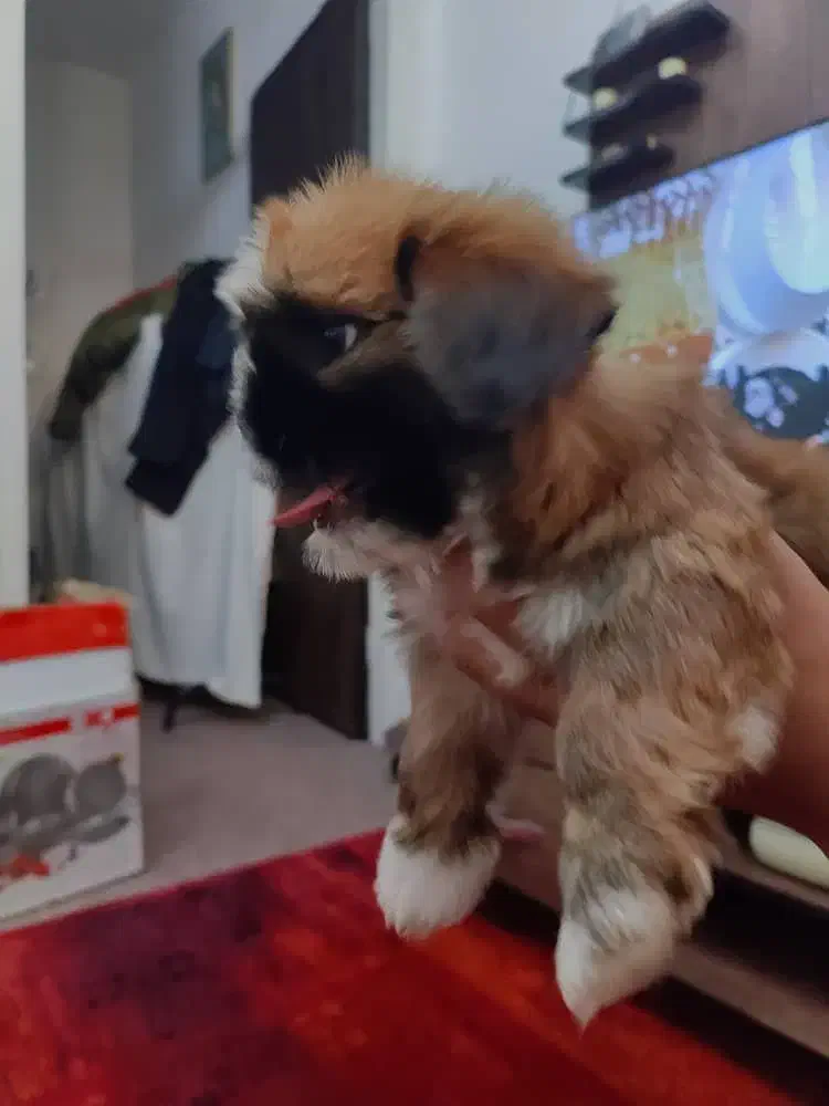 سگ شیتزو|سگ|پاکدشت, شهرک امام رضا|دیوار