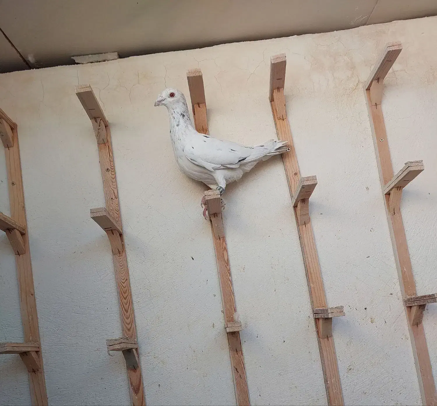 سارسیاه قلدرنر....زدوخوردی|پرنده|مشهد, ایثار|دیوار