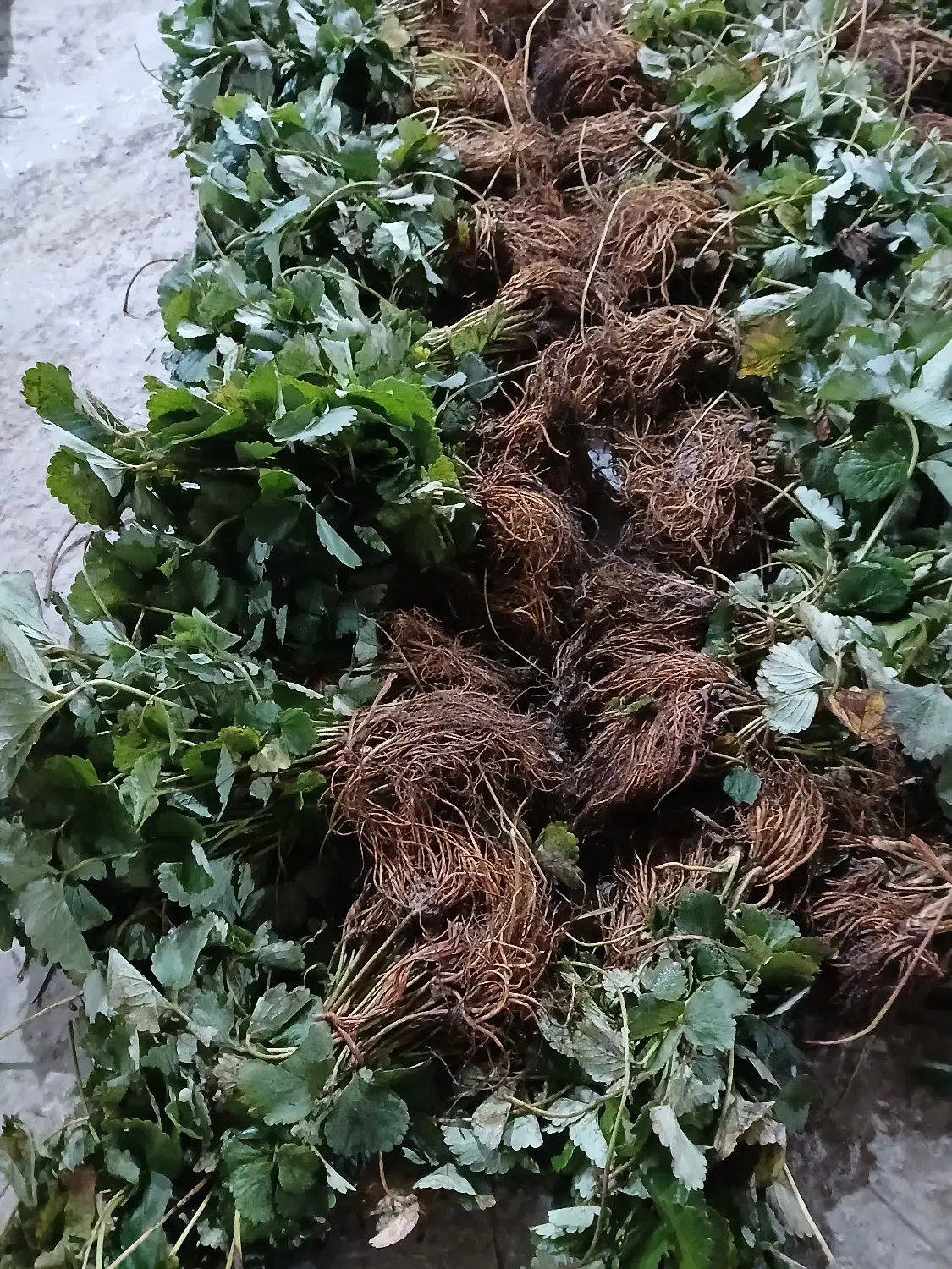 نشا توت فرنگی|خدمات باغبانی و درختکاری|رشت, آزادگان|دیوار