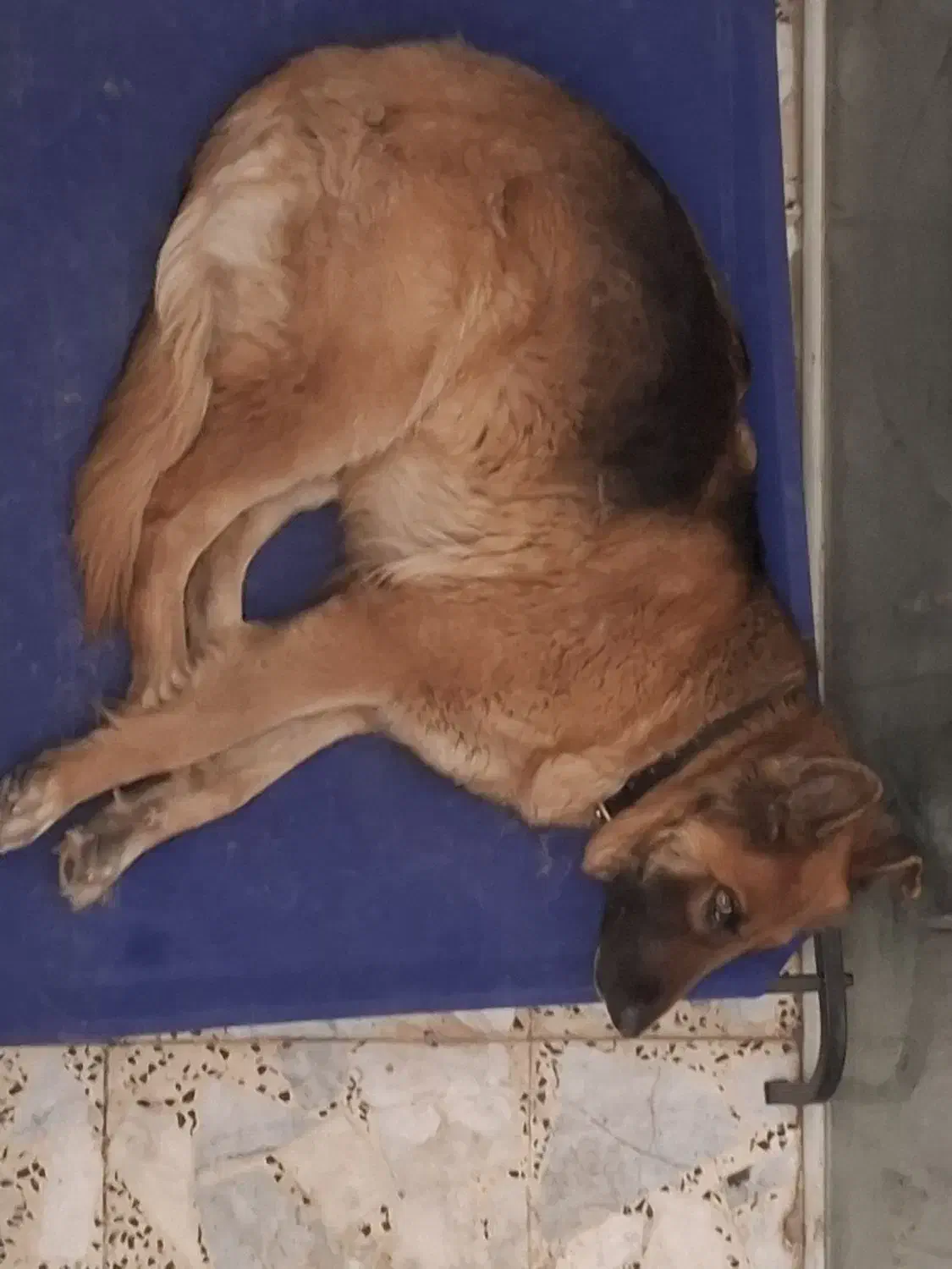 سگ ژرمن|حیوانات|اصفهان, جلفا|دیوار