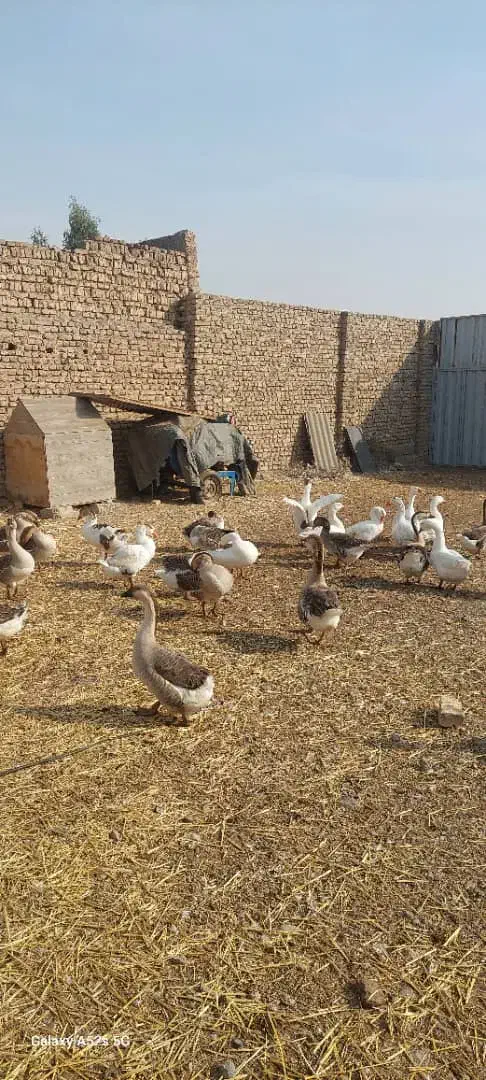 غاز|حیوانات مزرعه|ری, دولت‌آباد|دیوار