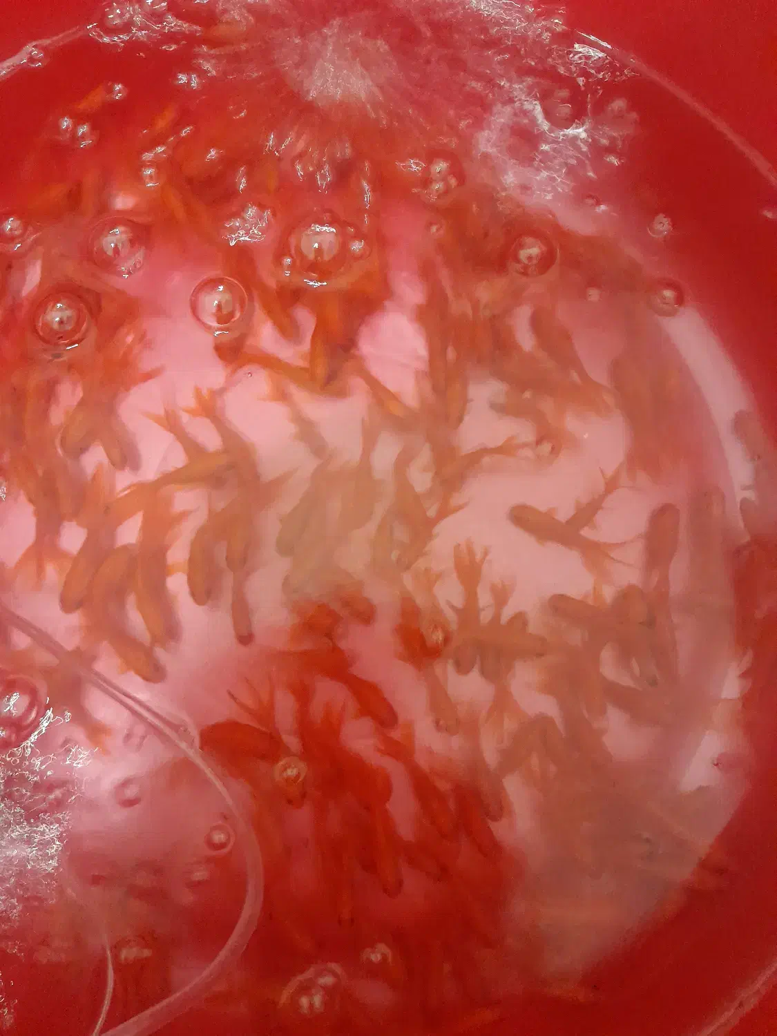 ماهی قرمز عید|ماهی|خمینی‌شهر, |دیوار