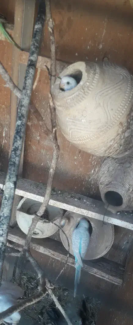 مرغ عشق فروشی|پرنده|بندرعباس, |دیوار