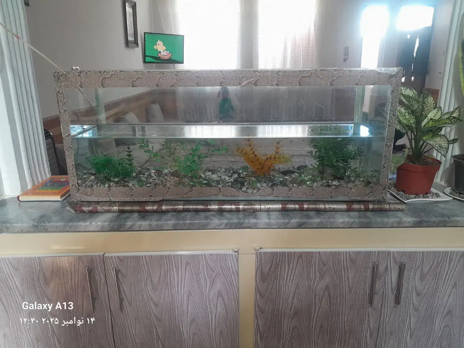 اکواریوم با ماهی|ماهی|تایباد, |دیوار