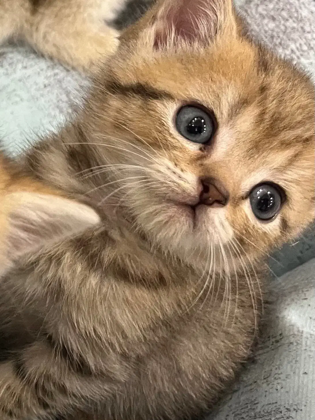 گربه|گربه|تهران, شیخ هادی|دیوار