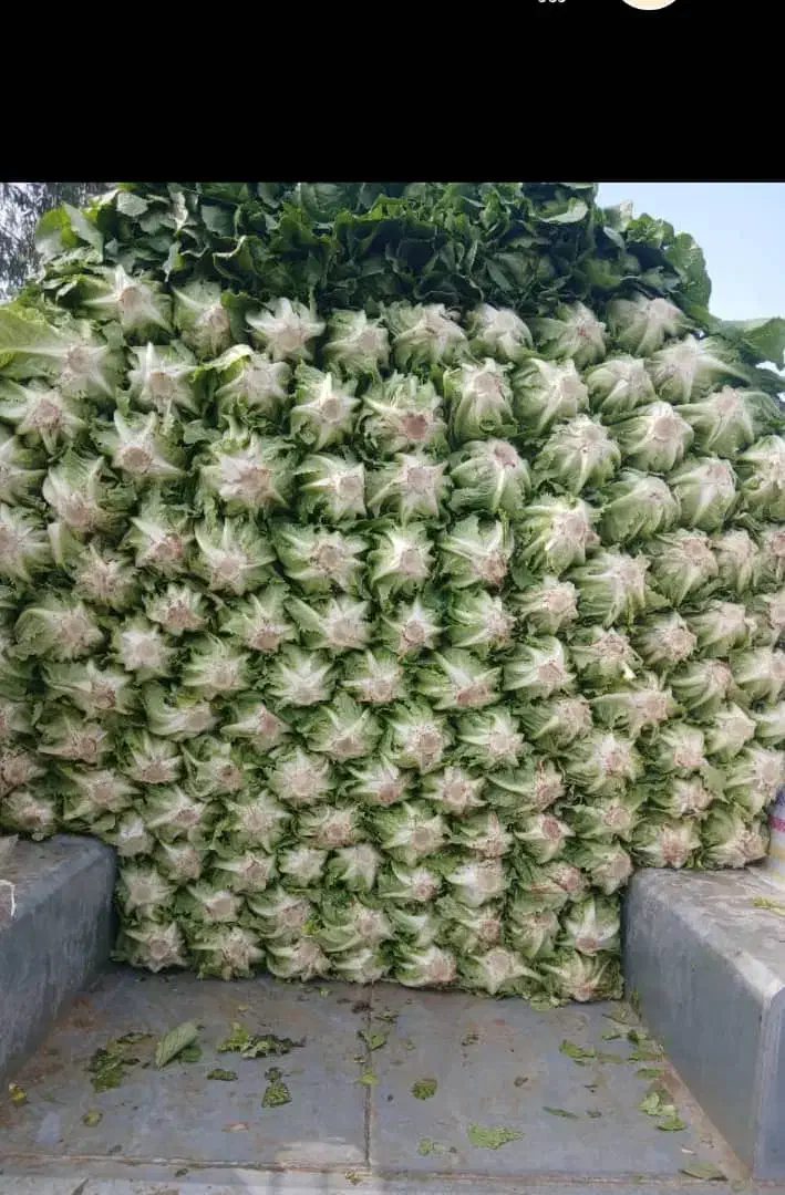 کاهو فله درجه یک قیمت روز|خدمات باغبانی و درختکاری|دزفول, |دیوار