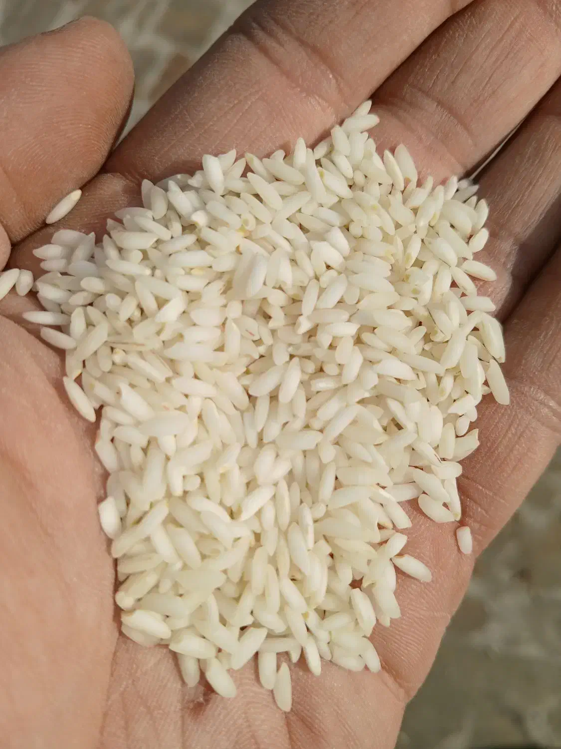 برنج عنبر بو الک و سورت شده درجه یک|خوردنی و آشامیدنی|اردبیل, |دیوار