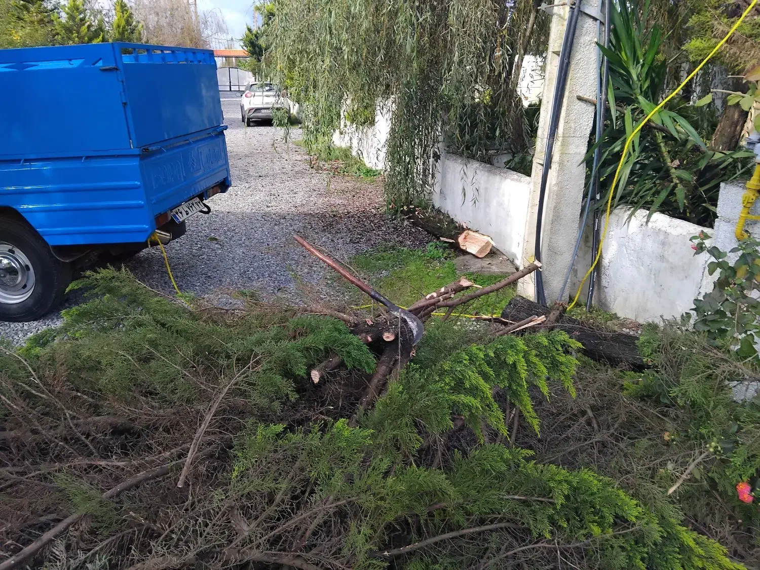 خریدار انواع درخت|خدمات باغبانی و درختکاری|چمستان, |دیوار