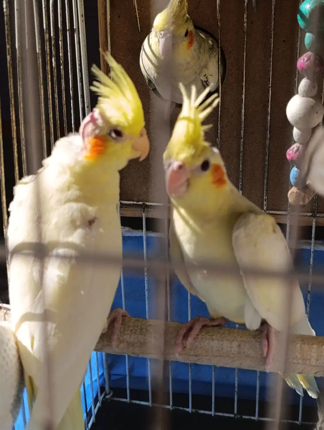 عروس هلندی|پرنده|آران و بیدگل, |دیوار