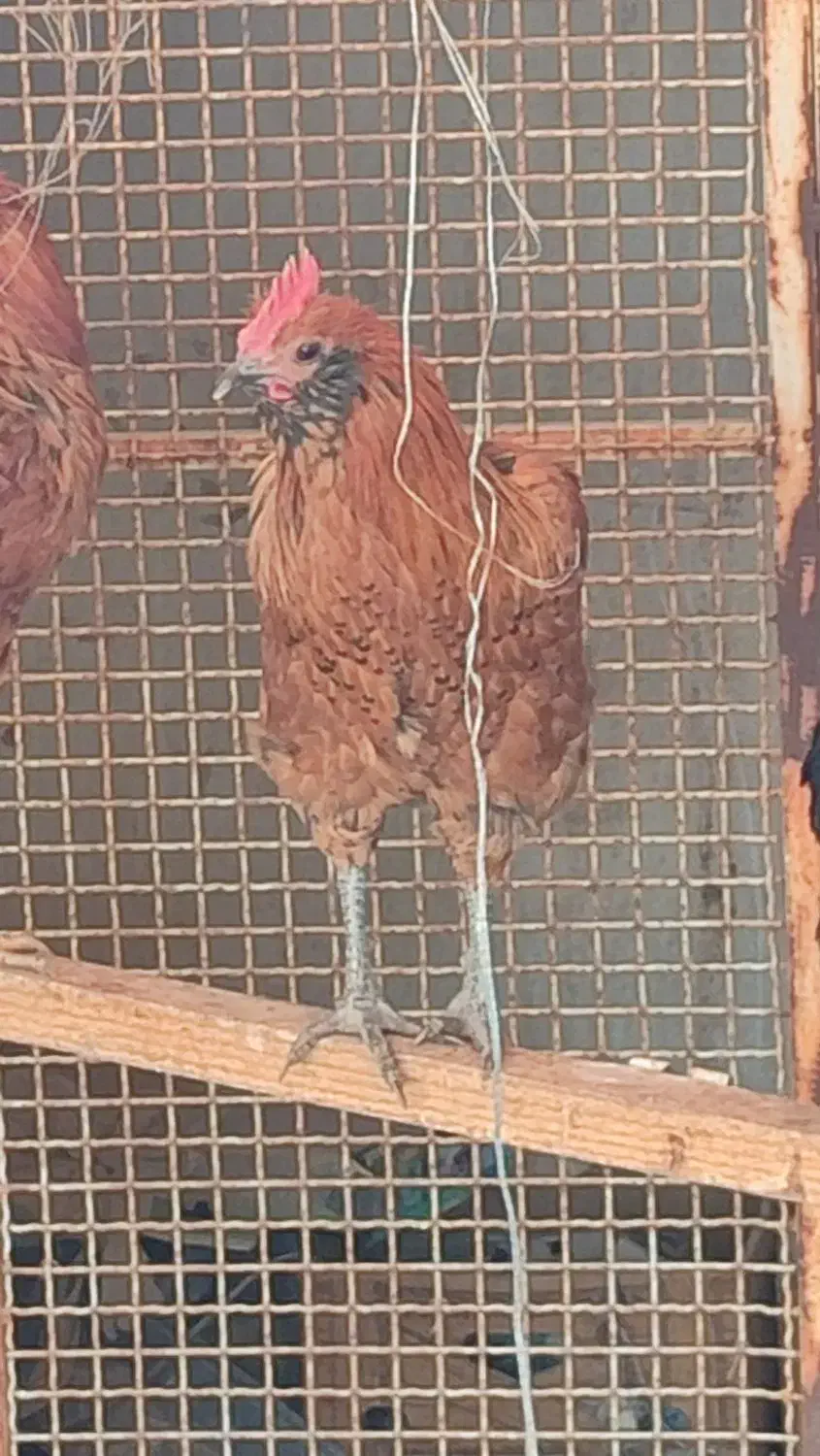 مرغ خروس گلین|حیوانات مزرعه|قم, الغدیر|دیوار