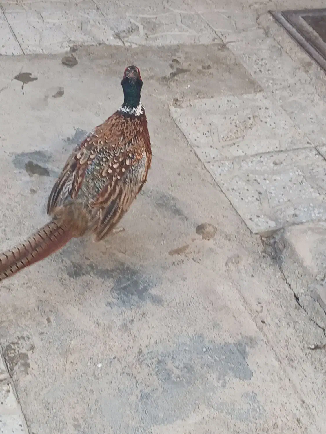 بلدرچین|پرنده|همدان, |دیوار