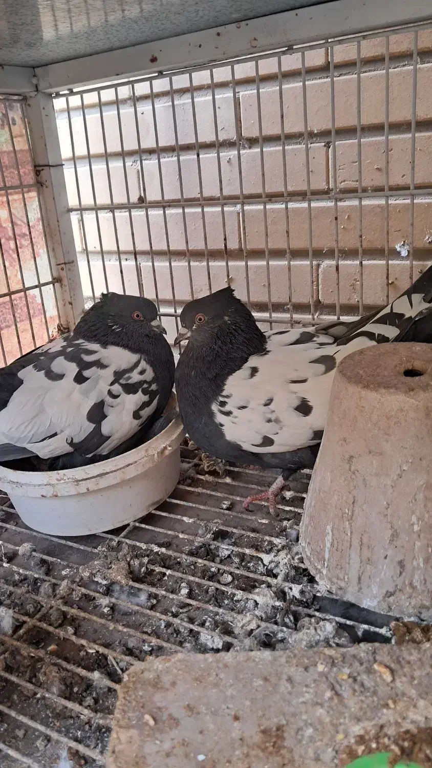 کبوتر سینه ای|پرنده|اصفهان, امامزاده اسماعیل|دیوار