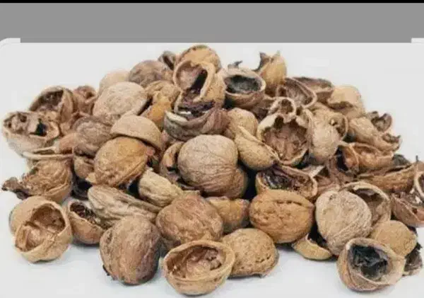 پوست گردو|خدمات باغبانی و درختکاری|کامیاران, |دیوار