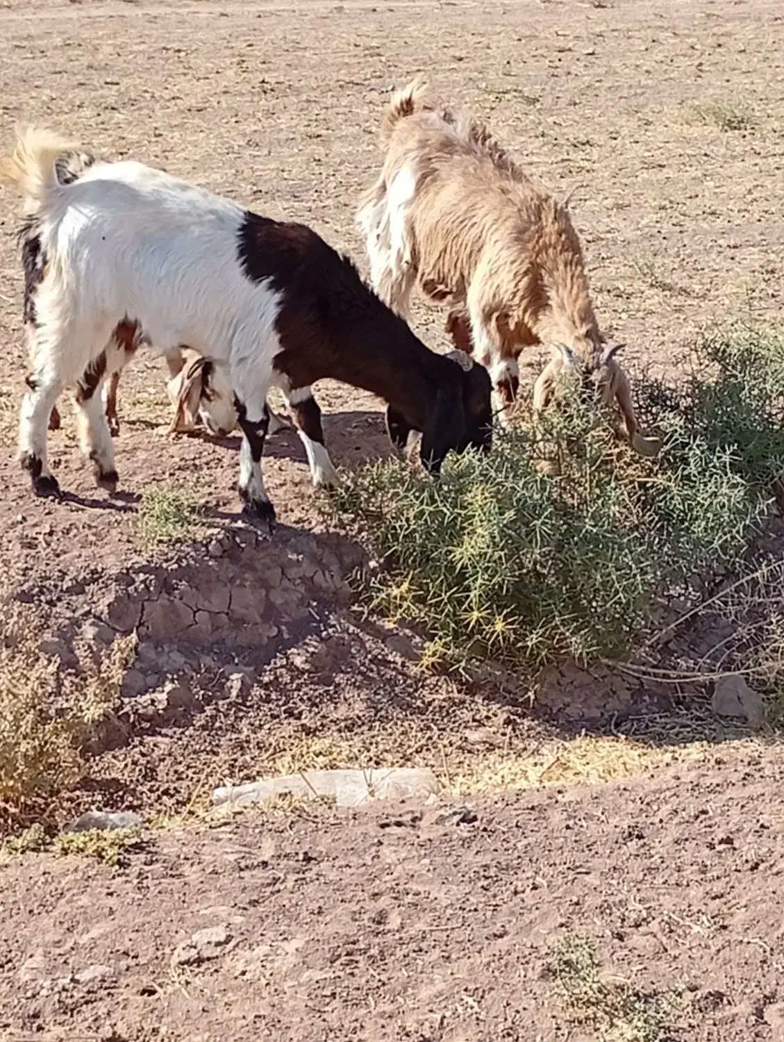 توضیحات|حیوانات مزرعه|تربت جام, میان جام|دیوار