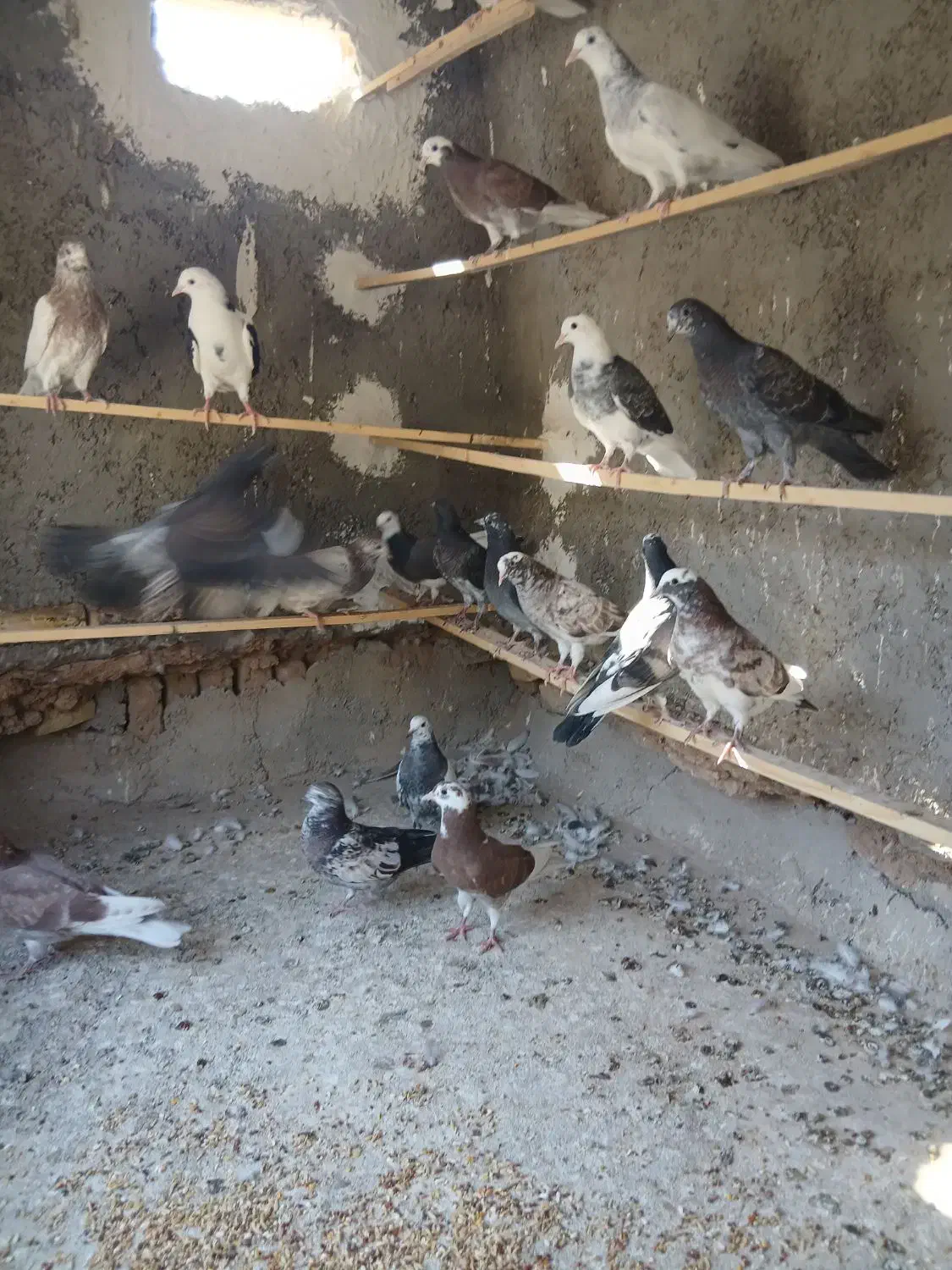 جوجه کفتر پرشی|پرنده|کاشان, کوچه باسکول|دیوار