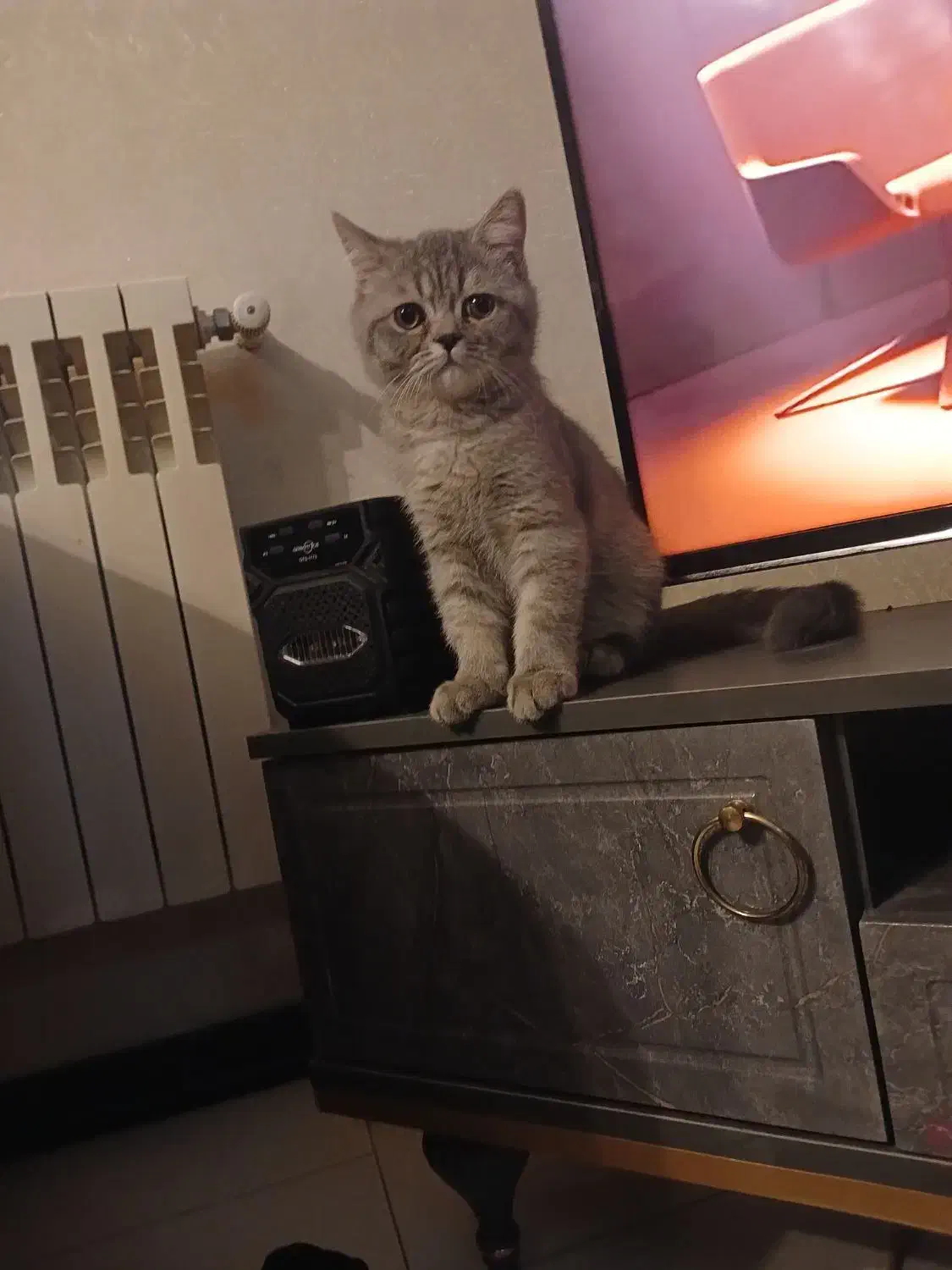 بریتیش ماده سه ماهه|گربه|پردیس, فاز ۳|دیوار