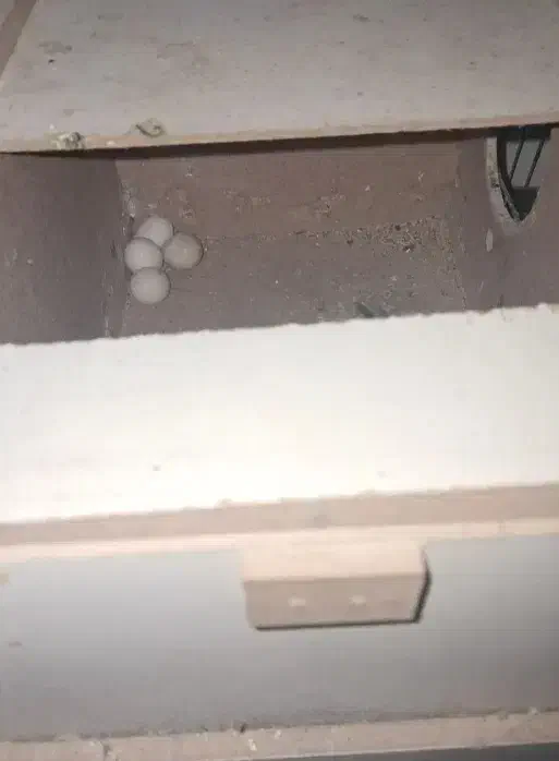 جفت عروس هلندی|پرنده|سوسنگرد, |دیوار