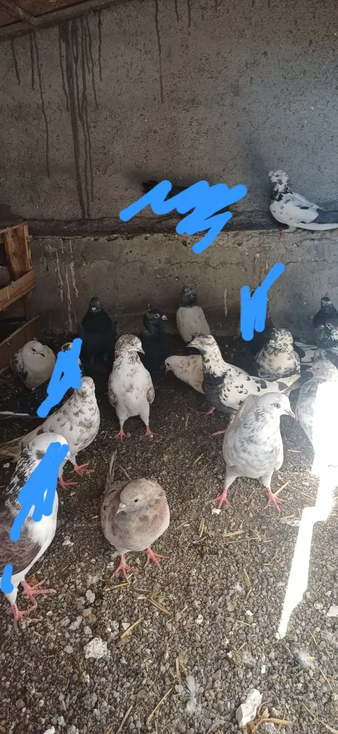 فروش کبوتر|پرنده|ویلکیج, |دیوار