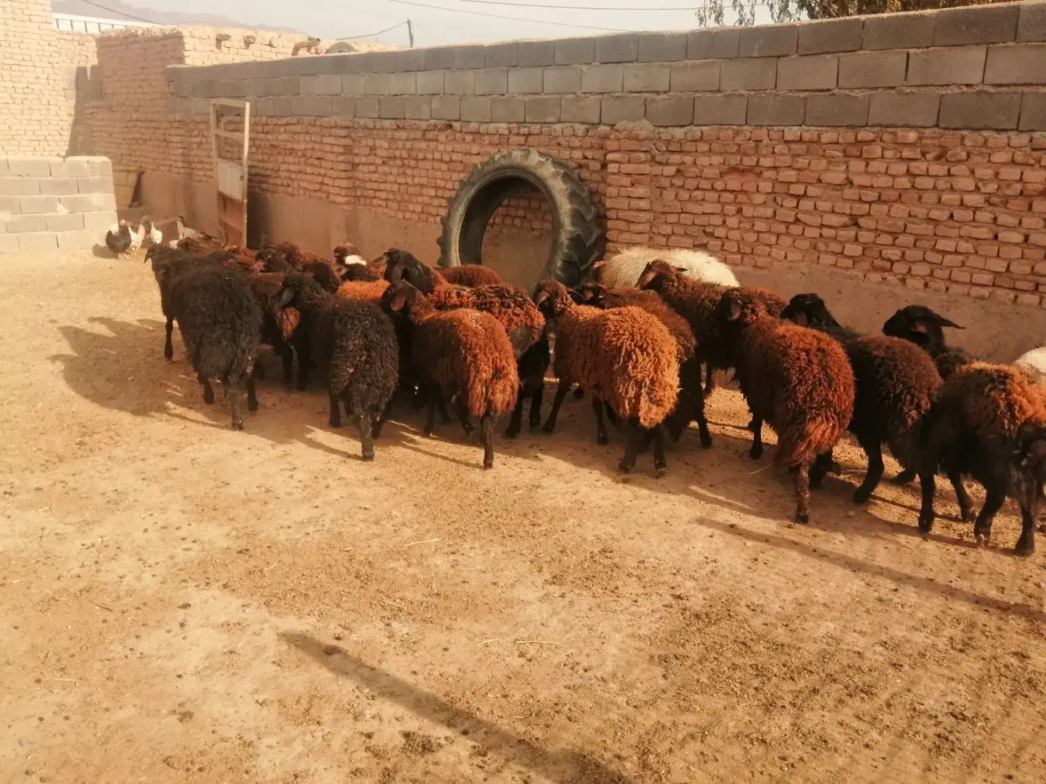 22راس بره ماده افشاری و گله گرد.|حیوانات مزرعه|اسفراین, |دیوار