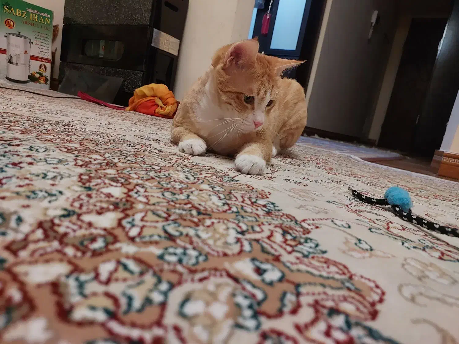 واگذاری واکسن زده شناسنامه داره|گربه|پرند, فاز ۶|دیوار