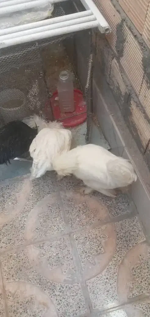 مرغ کاکلی|حیوانات مزرعه|سیرجان, |دیوار