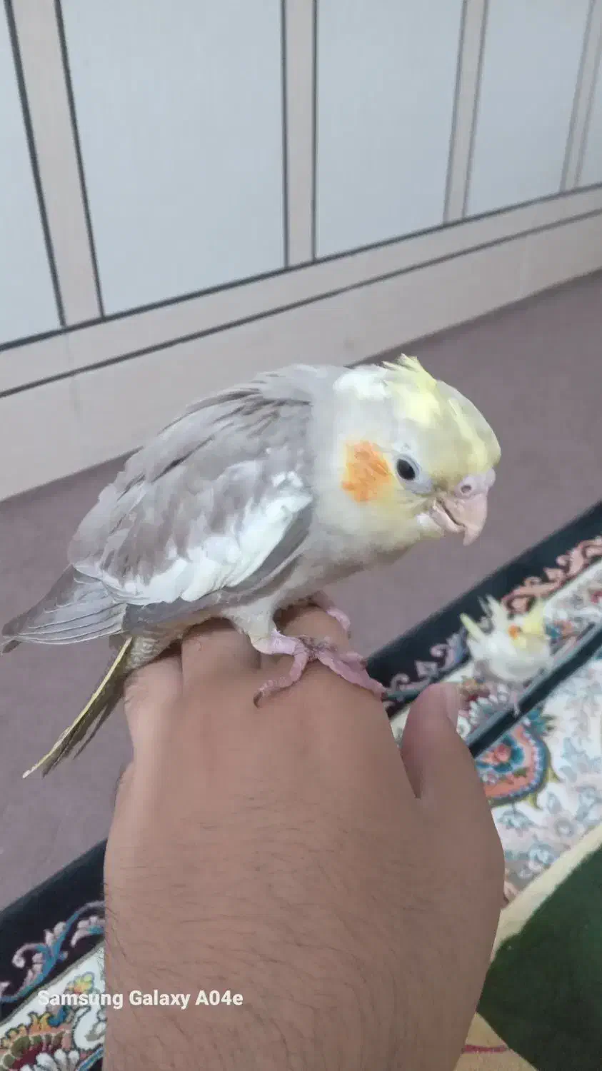 عروس هلندی گم شده|حیوانات|شادگان, |دیوار