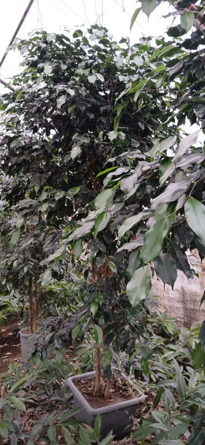 بنجامین بلک جعبه ۴۵|گل و گیاه طبیعی|نشتارود, |دیوار