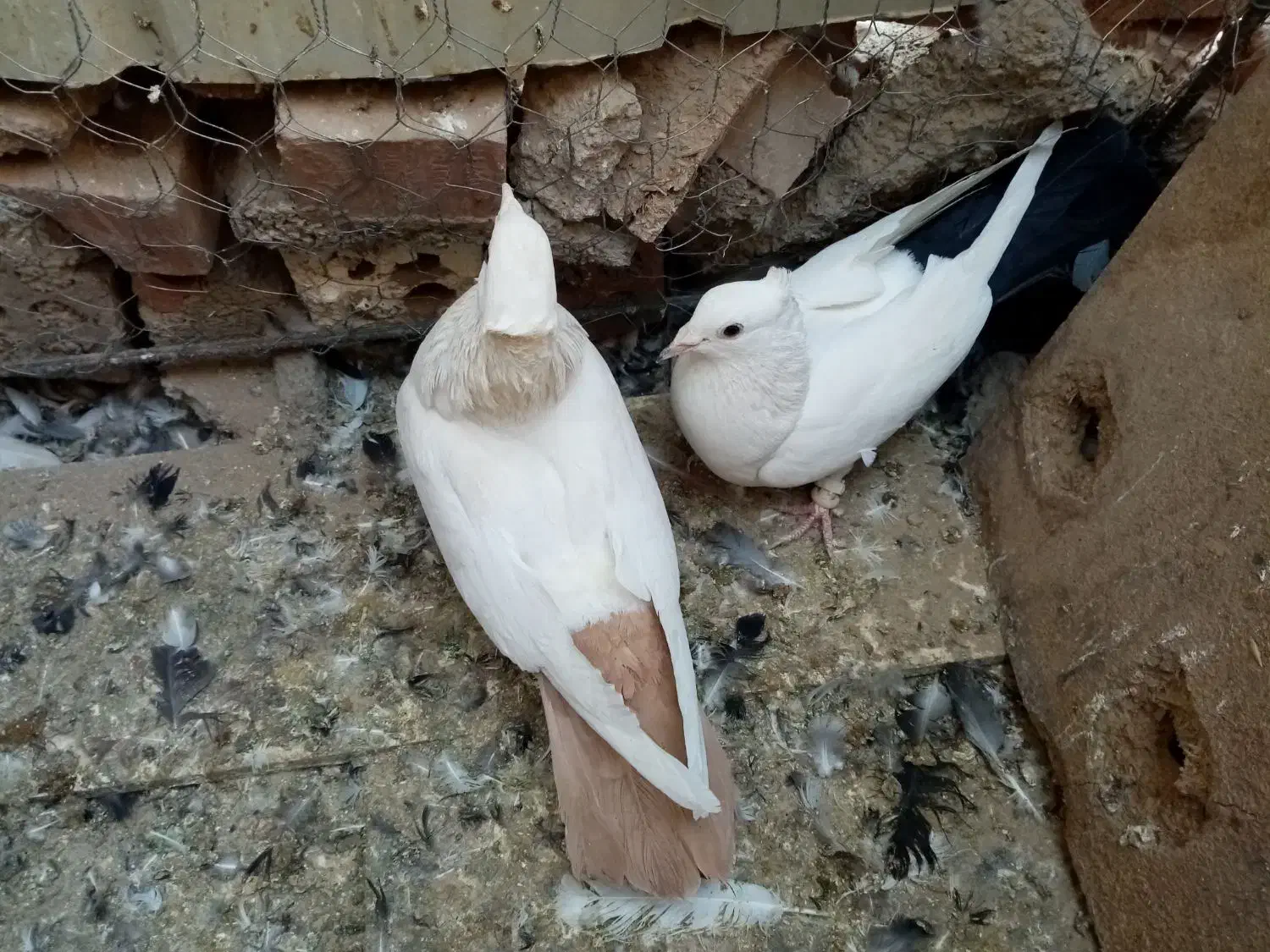 کبوتر نروماده اطراف زرند|پرنده|کرمان, |دیوار