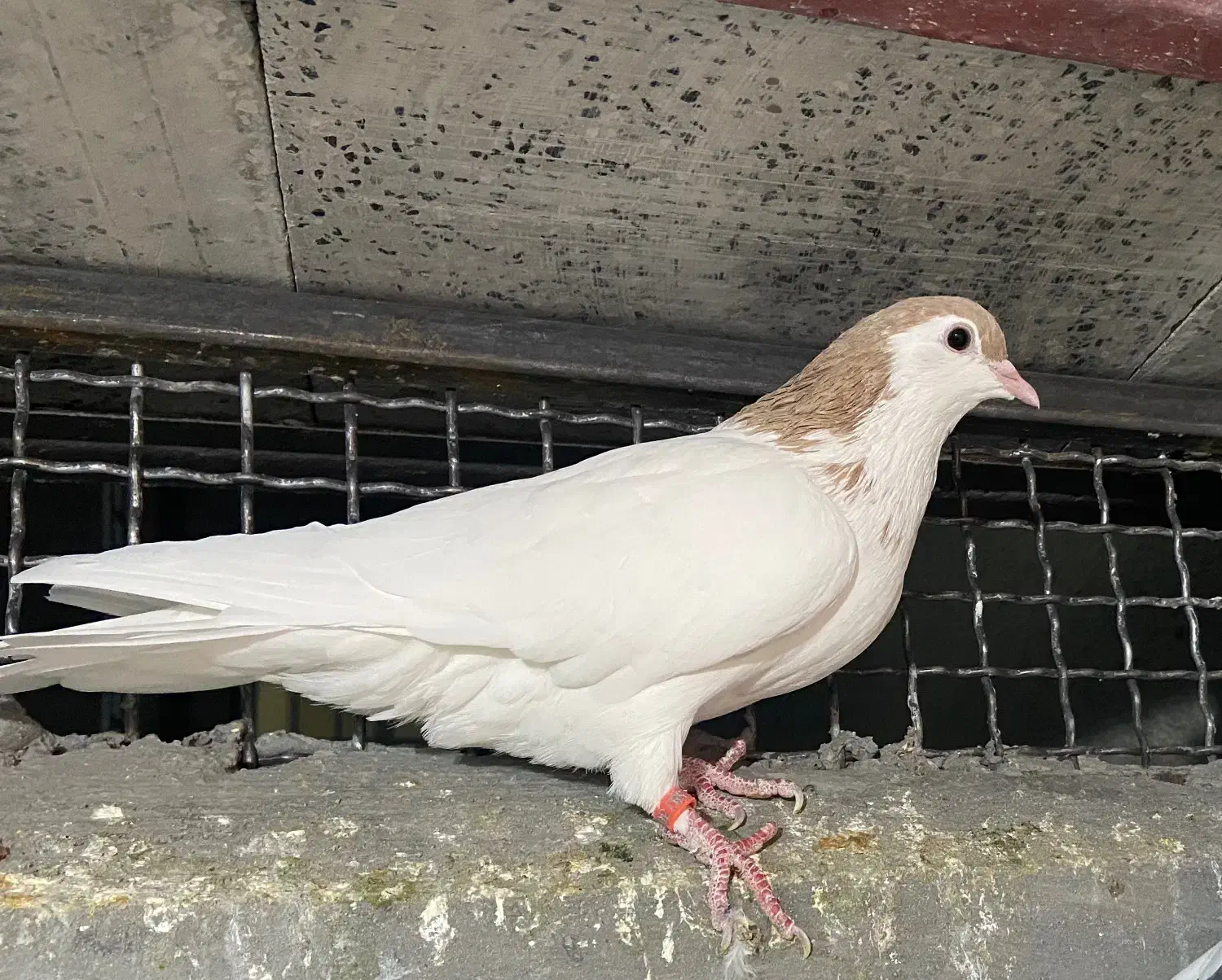 کفتر|پرنده|تربت جام, پاسداران|دیوار