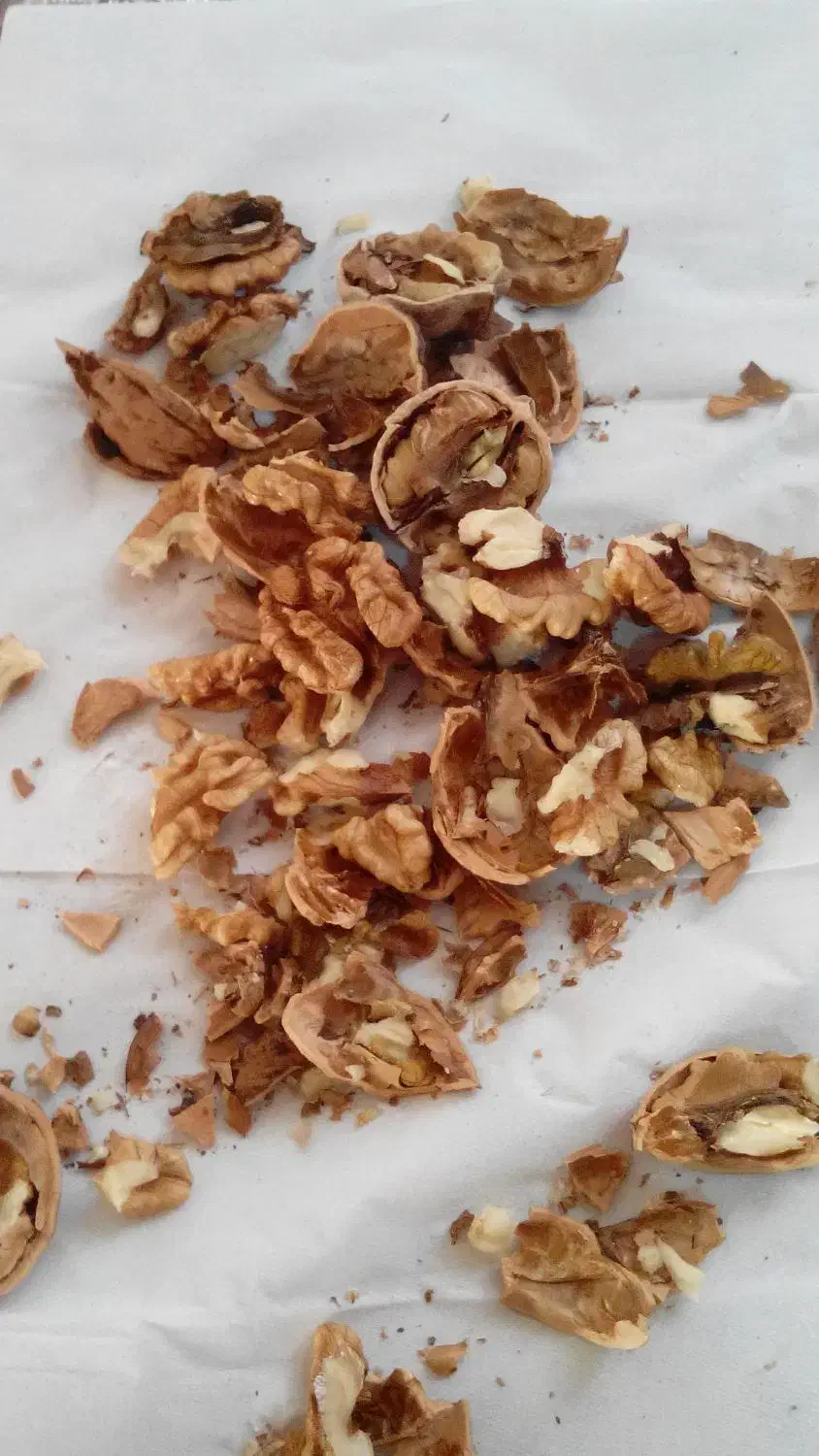 گردو|عمده‌فروشی|اسفراین, |دیوار