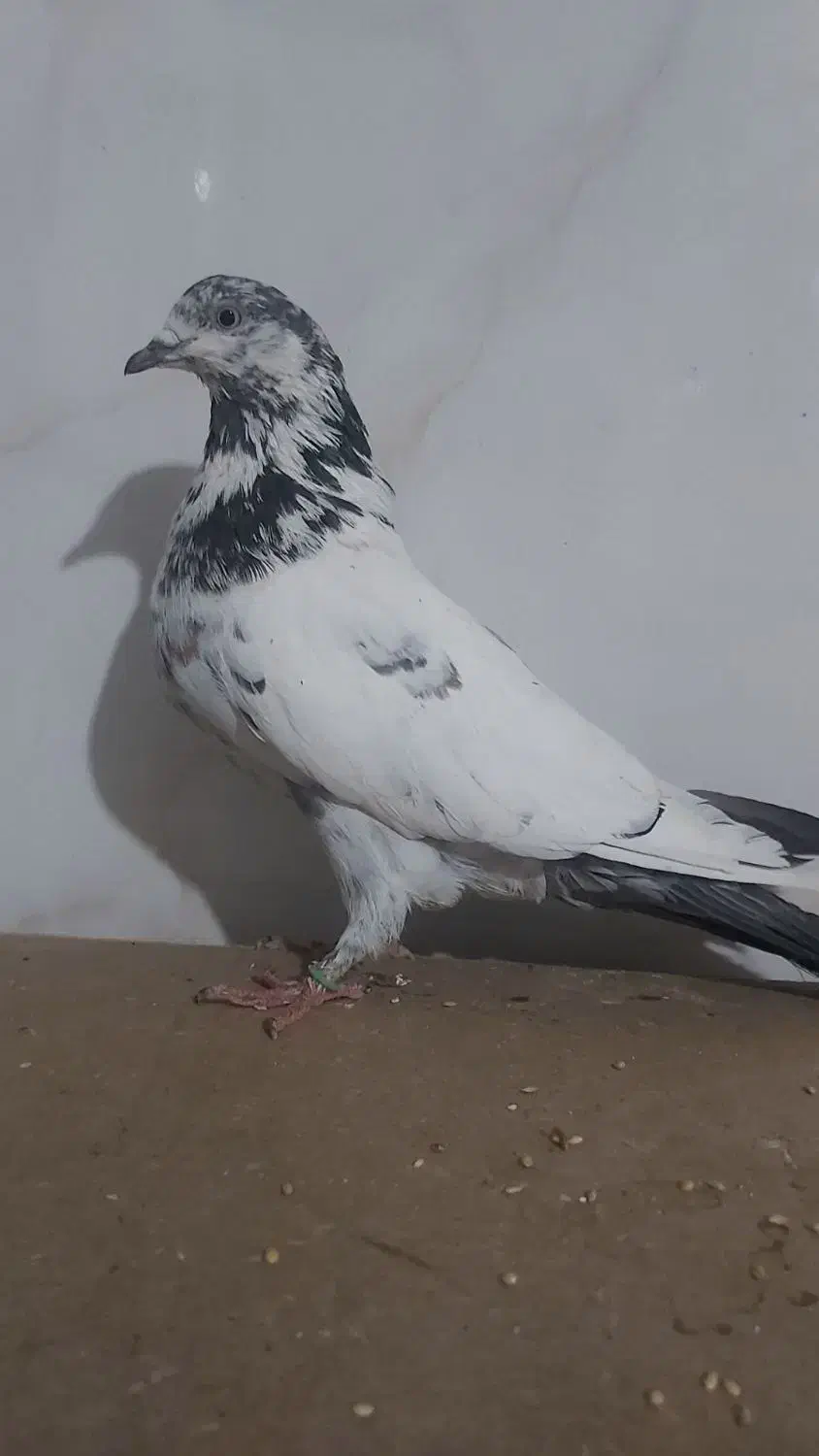 ماده کل دم سبز مست|پرنده|رباطکریم, شترخوار|دیوار