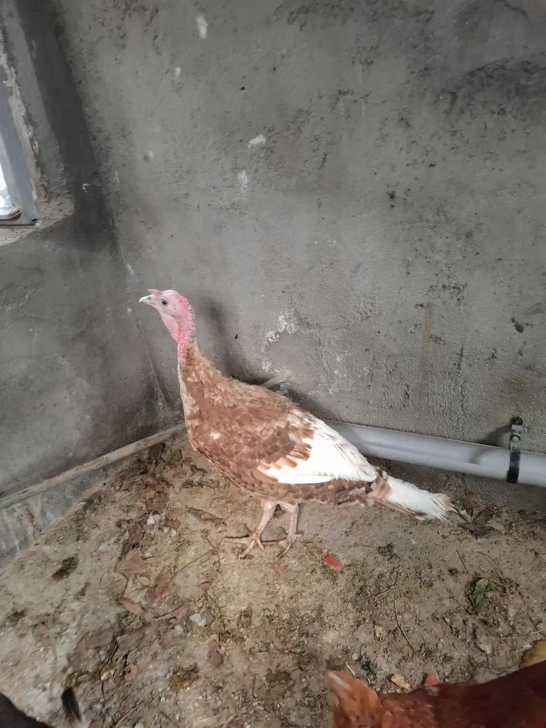 بوقلمون|حیوانات مزرعه|سنندج, |دیوار