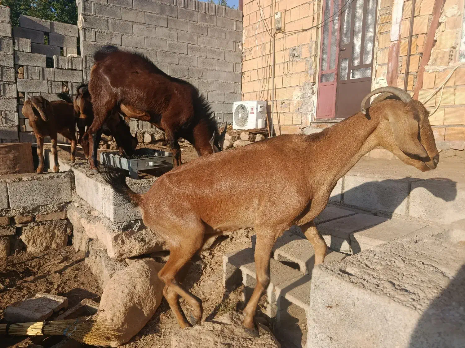 بز دورگه دو قلوزا|حیوانات مزرعه|خرم‌آباد, |دیوار