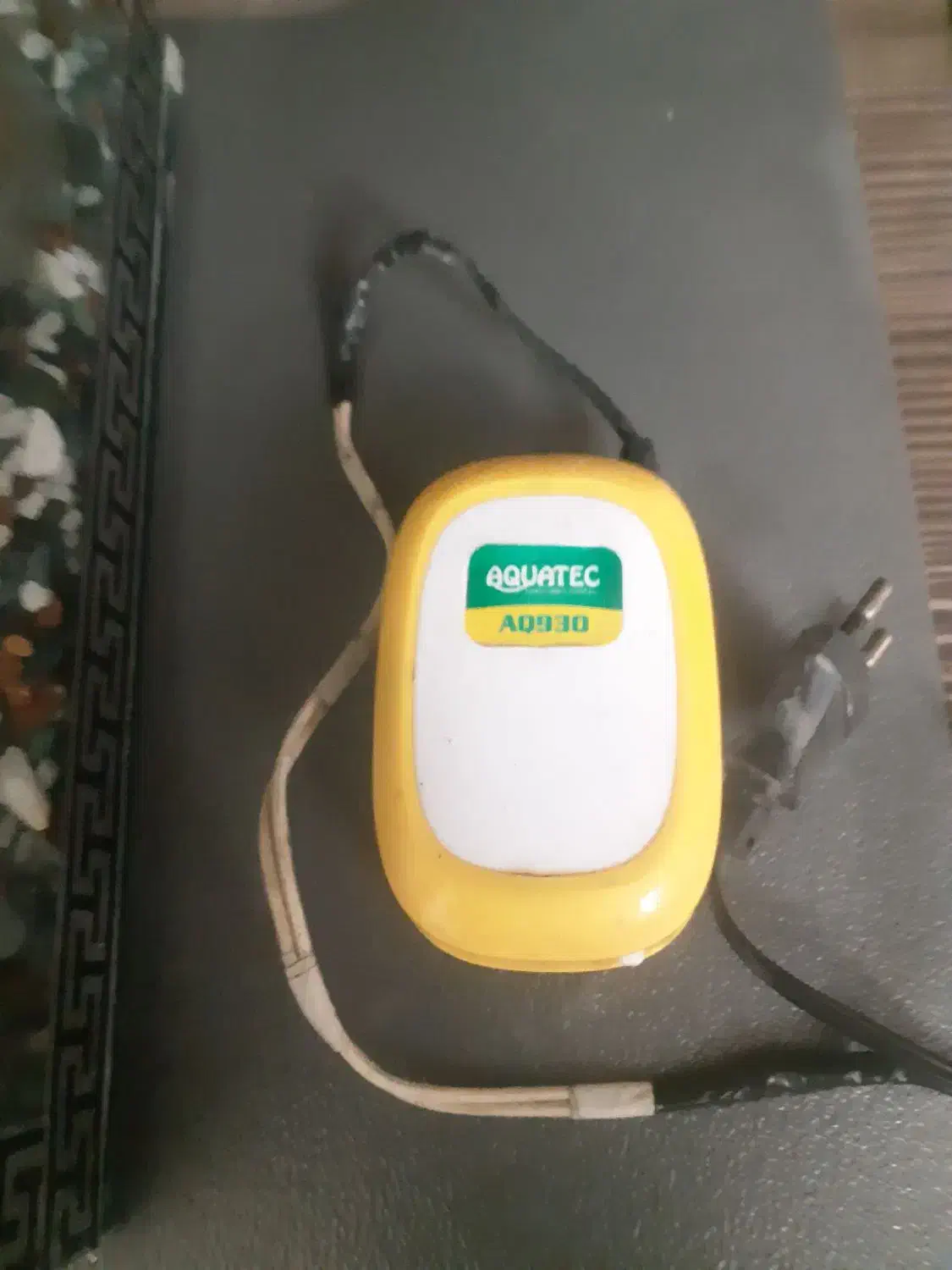 آکواریوم ماهی|ماهی|فردیس, نسترن غربی|دیوار