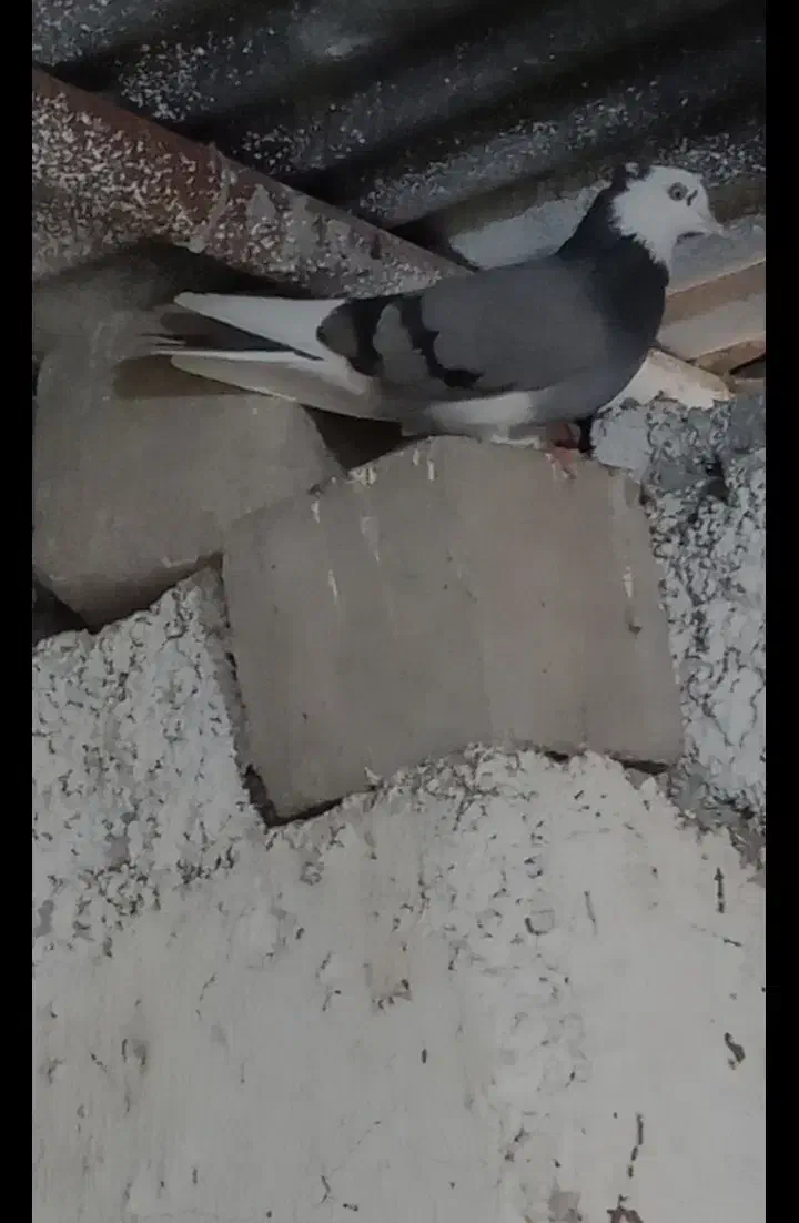 کفتر ماده پرشی|پرنده|آمل, |دیوار