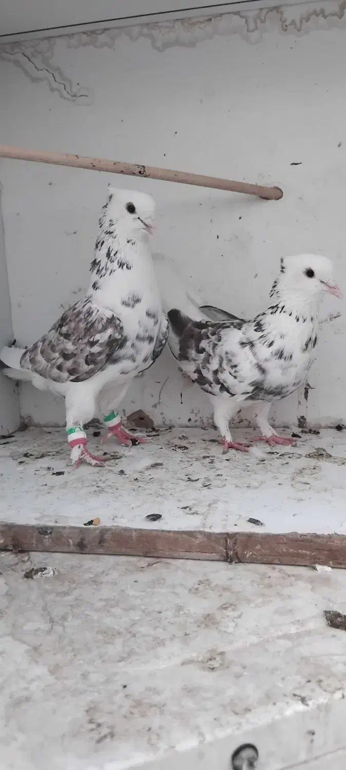 معاوضه جوجه شازده سرور|پرنده|قم, یزدانشهر|دیوار