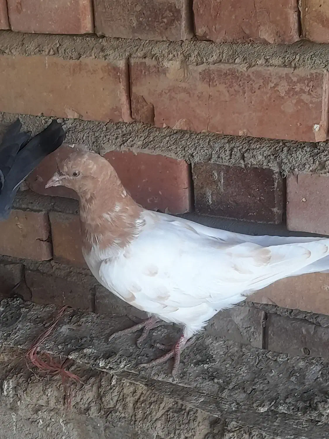 کبوتر|پرنده|میاندوآب, |دیوار