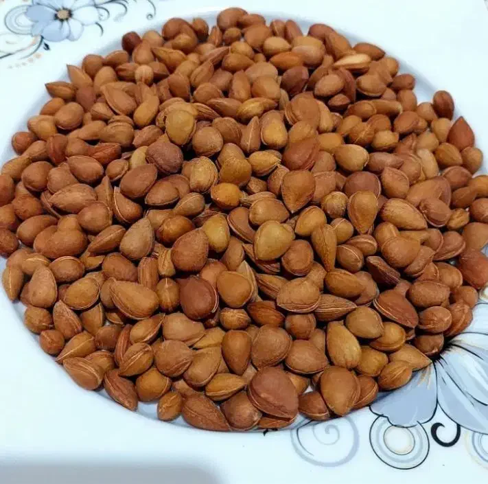 فروش بادام تلخ کوهی|عمده‌فروشی|بهبهان, |دیوار