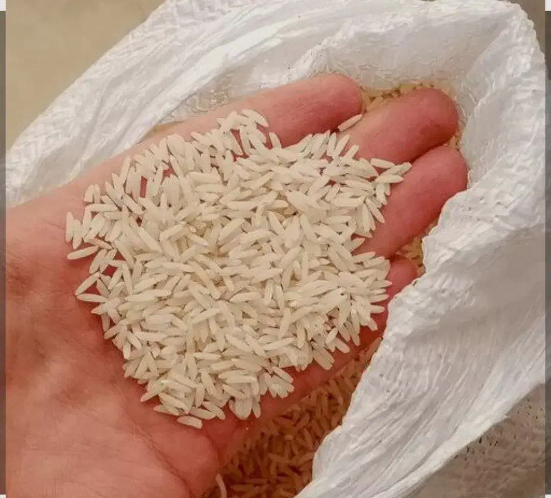 فروش برنج هاشمی،برداشت امسال،ازگیلان،شهرستان ماسال|خوردنی و آشامیدنی|بندرعباس, |دیوار