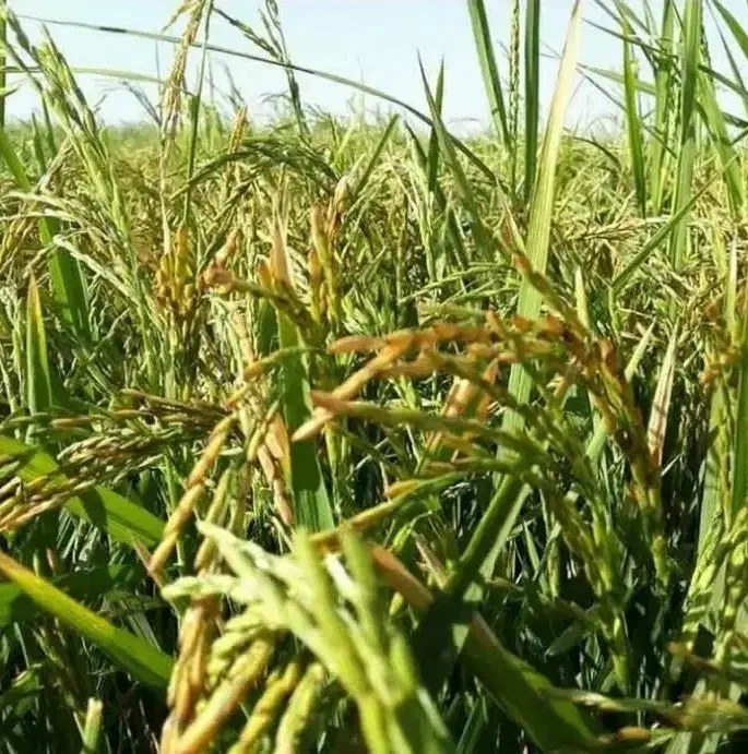 شلتوک عنبر بو|خوردنی و آشامیدنی|شیراز, شاهچراغ|دیوار
