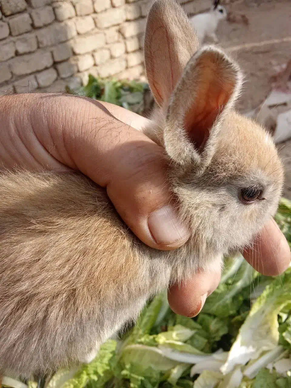 خرگوش دورگه|موش و خرگوش|اراک, |دیوار