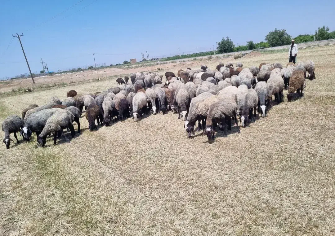 استان یــ.ـزد میفرستیم گوسفند بره sreior|حیوانات مزرعه|یزد, |دیوار