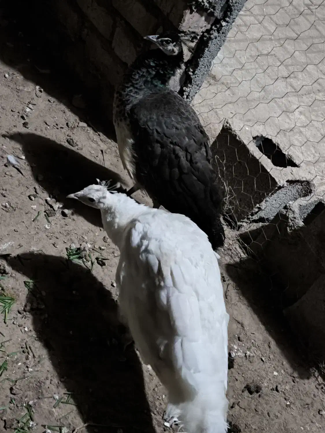 جوجه طاووس|پرنده|مشهد, کوثر|دیوار