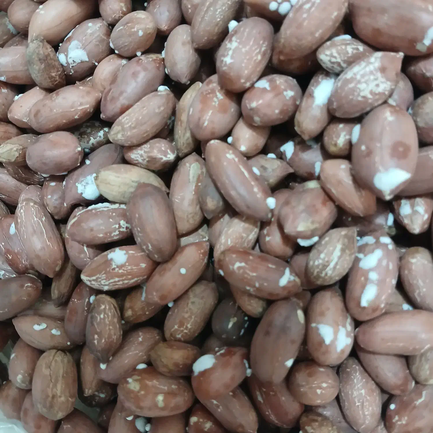 بادام زمینی آستانه|خوردنی و آشامیدنی|رشت, شهرک آیت الله منتظری|دیوار