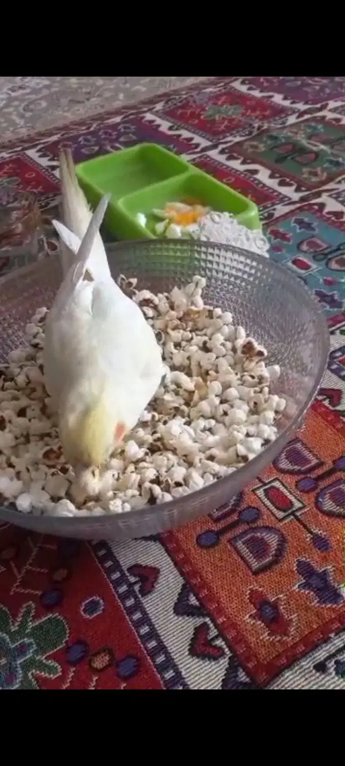 عروس هلندیم گم شده|حیوانات|بروجرد, |دیوار