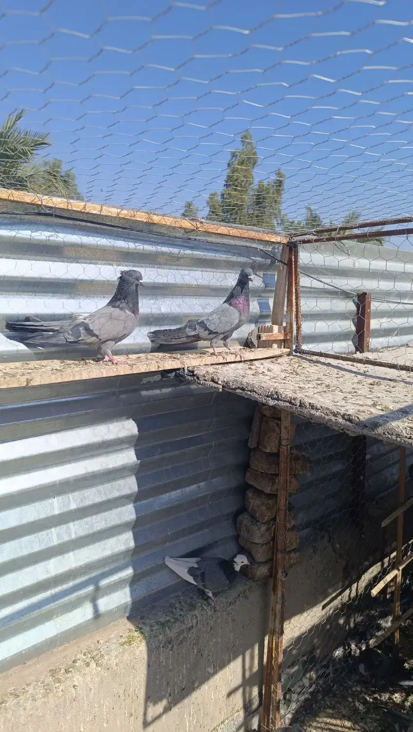 سبز ملقی|پرنده|بم, |دیوار