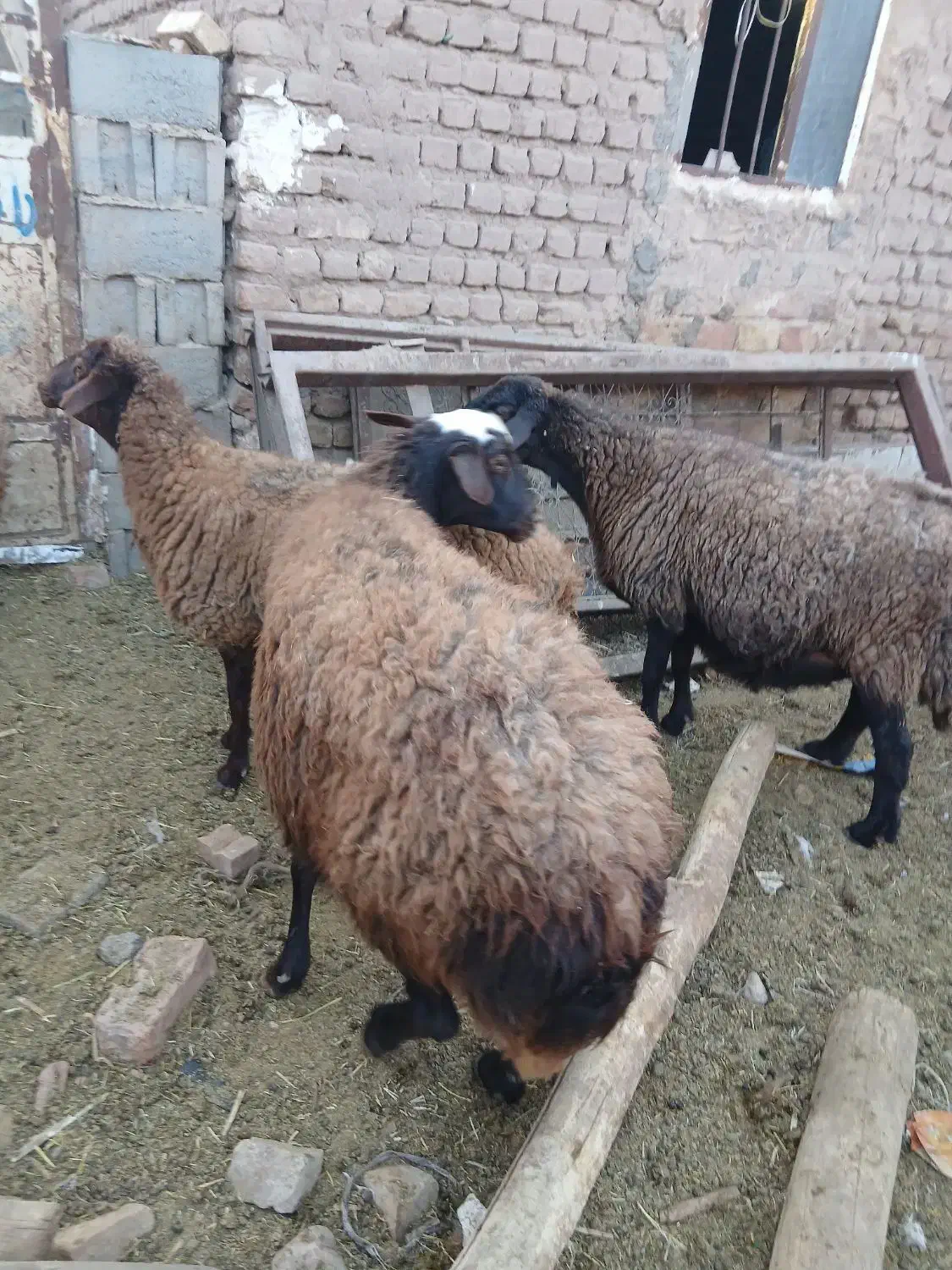 میش آبستن|حیوانات مزرعه|میان جلگه, |دیوار