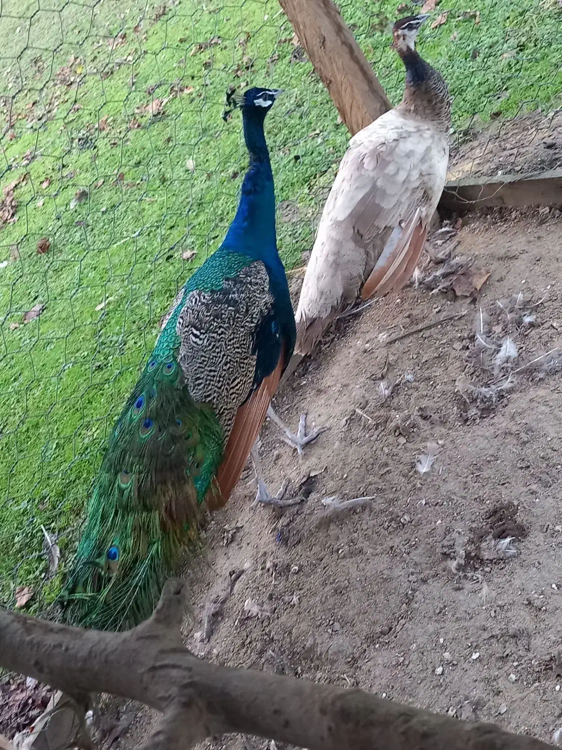 پرنده بهشتی|پرنده|بندر انزلی, جفرود پایین|دیوار