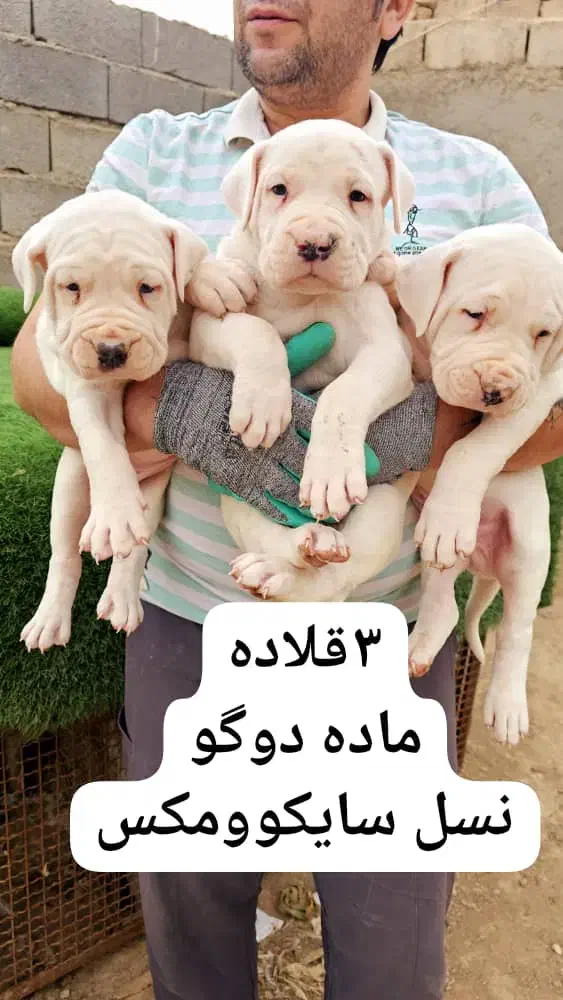 دوگوآرژانتینو|سگ|شاهرود, |دیوار